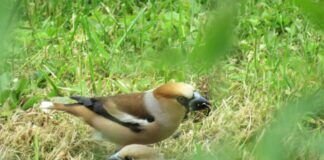Fam. Kernbeißer auf Futtersuche