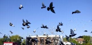 Brieftauben starten in die Saison 2021