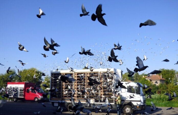 Immer wieder ein Schauspiel, der Auflass