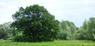 Spaziergang durch die Lahnaue