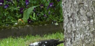 Amsel mit Leuzismus
