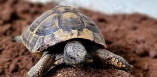 23. Mai – Tag der Schildkröte