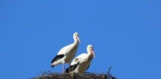 Vertiefen der Feuchtbiotope Erdkaute und Lindenau in Langd hat sich gelohnt