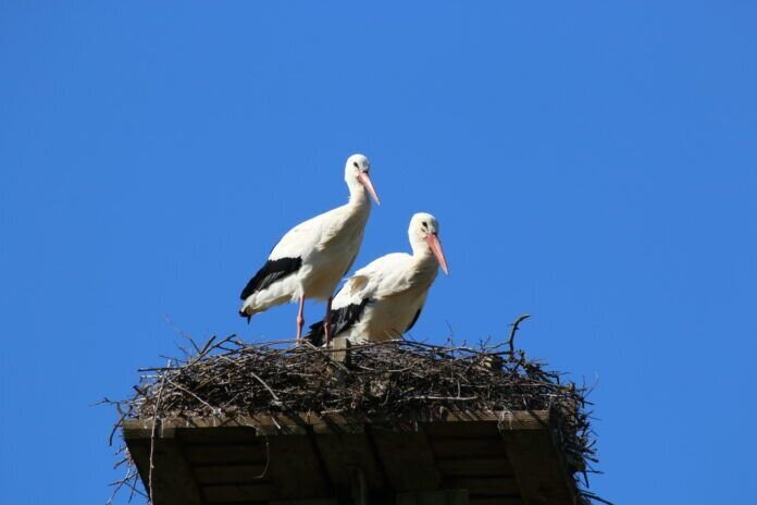 Störche auf Nest - Erdkaute