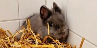 Kleiner Flauschball SVEN – VERMITTELT