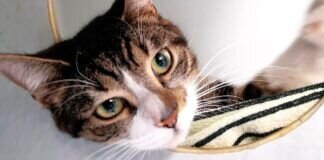 Liebes Samtpfötchen – MAGGIE – VERMITTELT