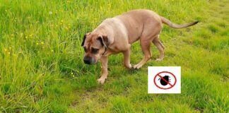 +++ ZECKENZEIT und HUNDE +++