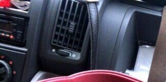 Großes Glück für kleine Katzen!