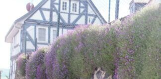 Blühendes Steinkraut