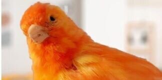 Ein wunderschöner Kanarienvogel – CHUBBY – VERMITTELT