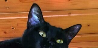 Die Katzen der Tieroase Heuchelheim wünschen ein schönes Wochenende!