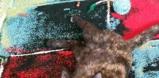 Escalata- die Katze zum Verlieben.