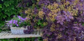 Helfen wir alle den Insekten!