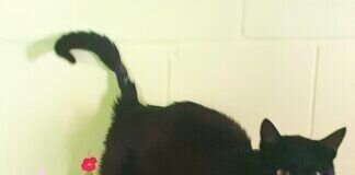 Der schwarze Schmuser!