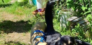 Galgos, heiß geliebt und oft mißbraucht!