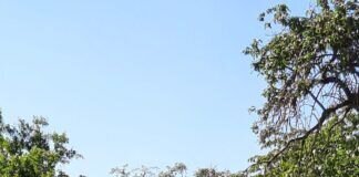 Was für ein wundervolles Mohnfeld