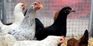 Die Hühnerschar … VERMITTELT