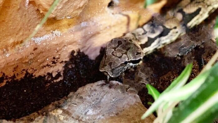 Bowie-Eraser-Eraser-Eraser_InPixio