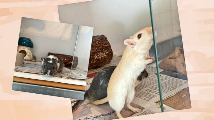 Collage_Fotor Mäuse_Fotor