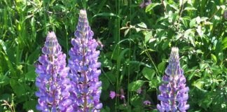 Sie ist reich an Eiweiß, für Veganer ein Lebensmittel