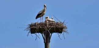 Neststandorte des Weißstorches in der Großgemeinde Hungen und der mittleren Horloffaue besucht.