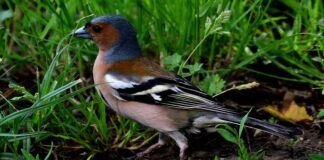 Heimische Vogelarten – statten uns vor unserer Terrasse öfters einen Besuch ab.