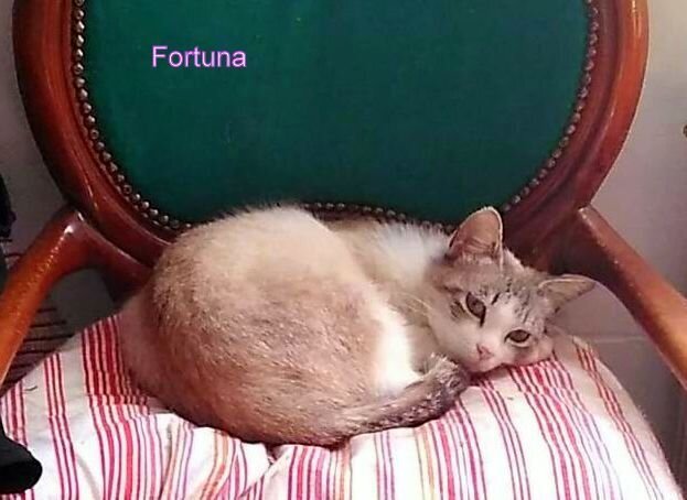 Fortuna (1)-1