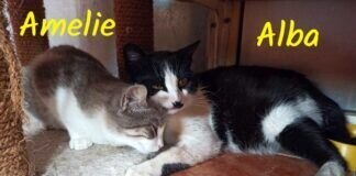 Eine Katzenfamilie glücklich vereint!