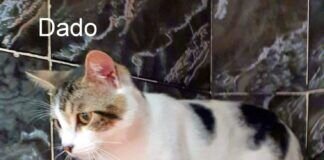 Dado, der Entdeckertyp!