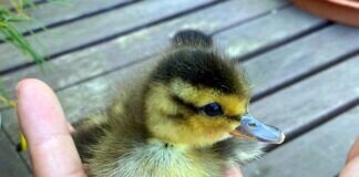 Die besonderen Schützlinge der Tieroase Heuchelheim!