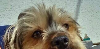 Yorki sucht Menschen zum Liebhaben!