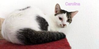 Das bescheidene Kätzchen!