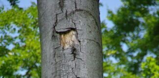 Der Waldrand – ein vergessener Lebensraum?