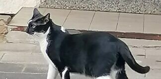 Verzweifelt gesucht!