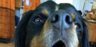 Hippy, ein Hund mit Selbstvertrauen!