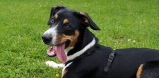 Ein Hund zum Verlieben!