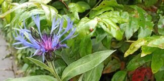 Mutter Natur und ihre Farben