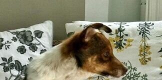 Hallo, ich Bernie und bin auf Wohnungssuche!