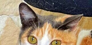 Shakira sucht geduldige Menschen.