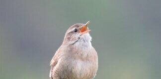 Morgendliches Konzert von Herrn Zaunkönig