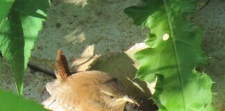 Der Nachwuchs bei der Familie Zaunkönig