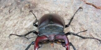 Was ist das für ein Brummer, so ein Hirschkäfer