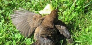 Der Amselnachwuchs und ihr Verhalten im Gartenbereich