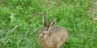 Bilderrätsel Kalenderwoche 11 im Jahr 2022