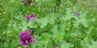 Neues von der Wilden Ecke- Die Hecke blüht