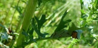 Neues von der Wilden Ecke- welcher Schmetterling wird das werden? Hier hat sich die Raupe eine schützende Tüte gebaut