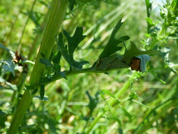 P1070392 Hier hat sich die Raupe eine schützende Tüte gebaut