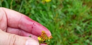 Neues von der wilden Ecke- Die Wiese färbt sich bunt