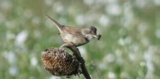 Frühstück im Blumenfeld