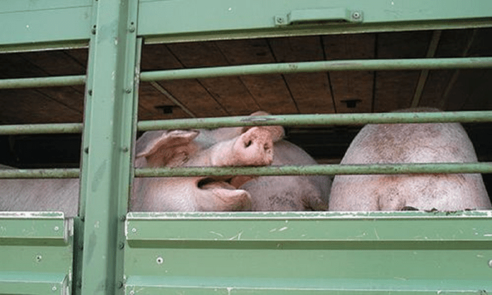 Tiertransporte bei großer Hitze